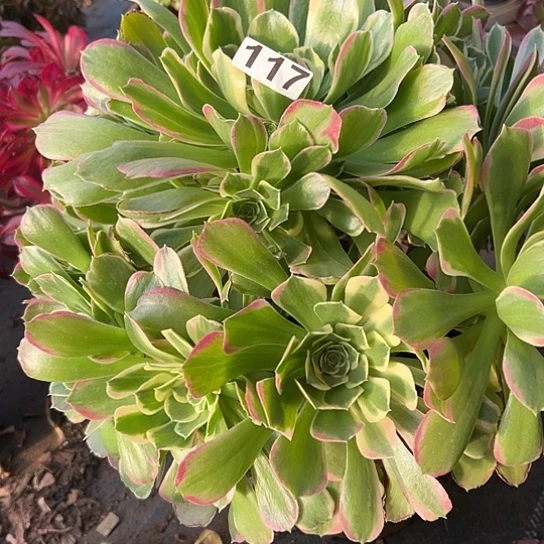 ?**n多肉植物一个