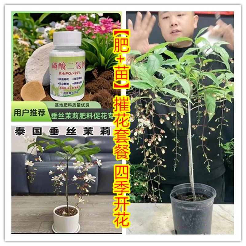 泰国进口垂丝茉莉摧花套餐室内 阳台 高档花卉独杆棒棒糖四季开花