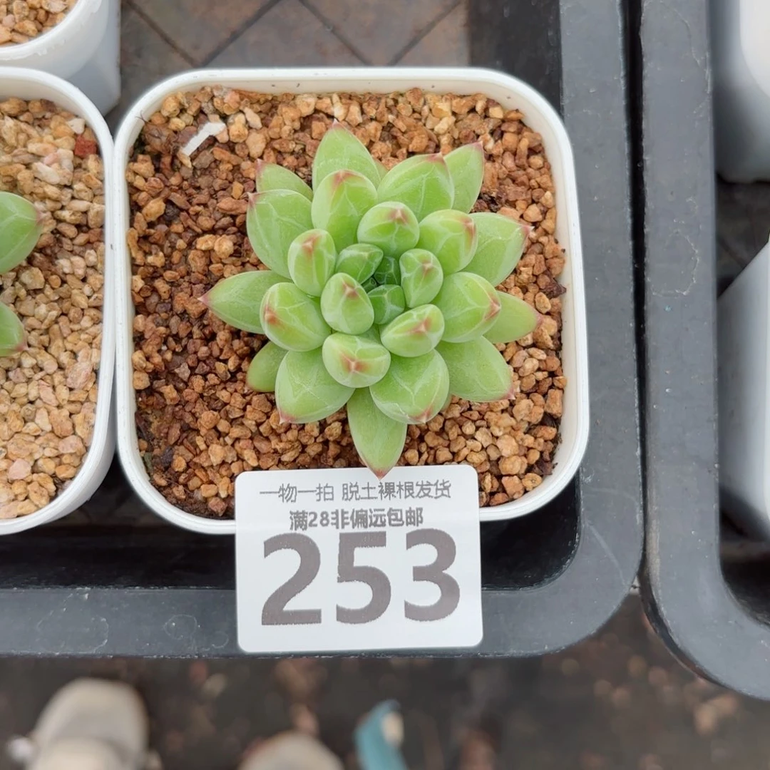 青花瓷单头无盆土发货