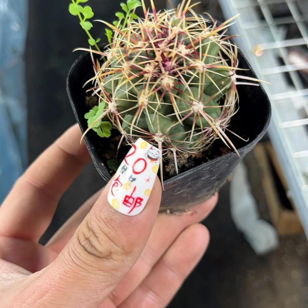 大统领单头发货有根发货