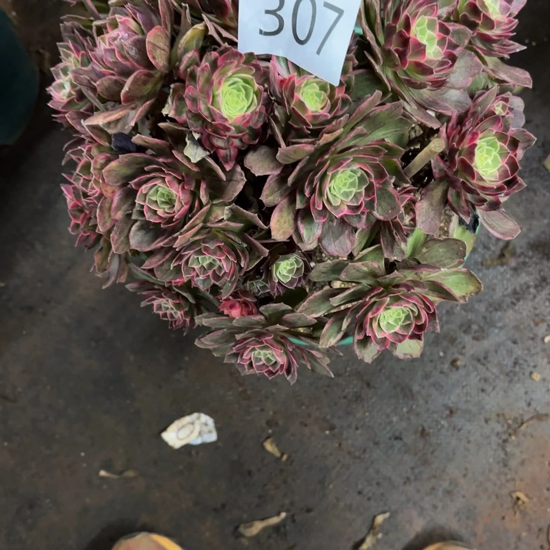 秋***月哈哈多肉葡萄福利307