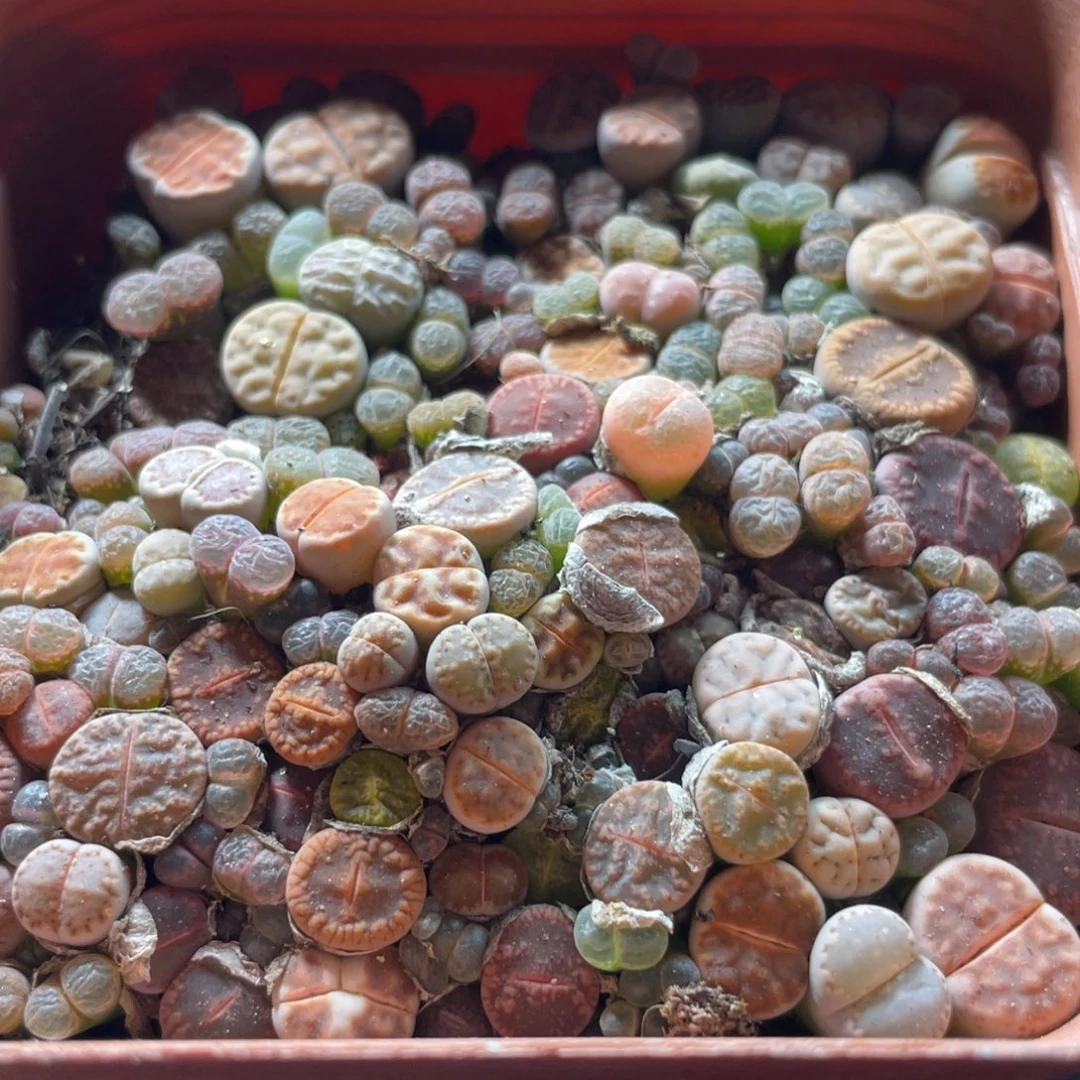 大盆特价一物一拍～58