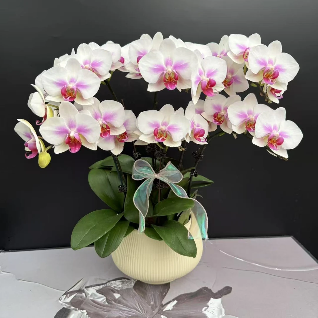 【雪媚娘】蝴蝶兰 白色中花型 小众稀有新品种  室内花精品
