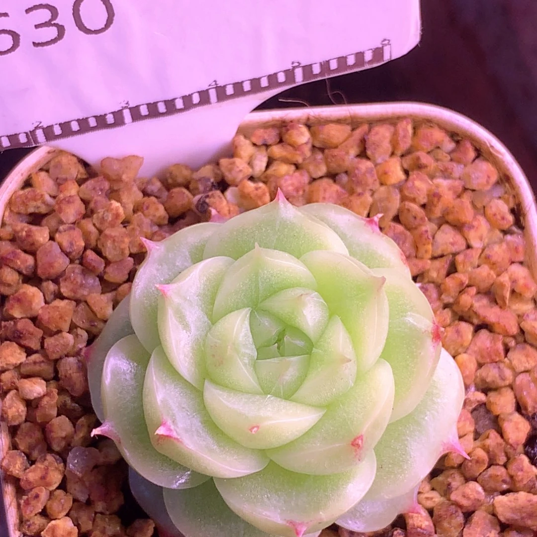 麦秆优选精品多肉58包邮