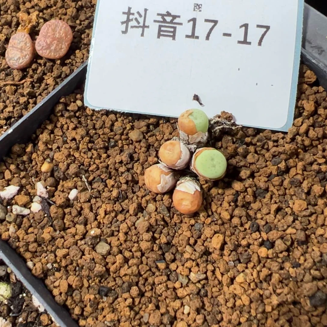 17-17奶油嘴多肉植物