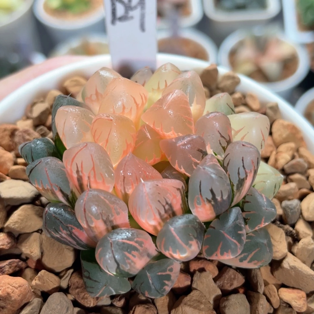 129灵犀锦。
