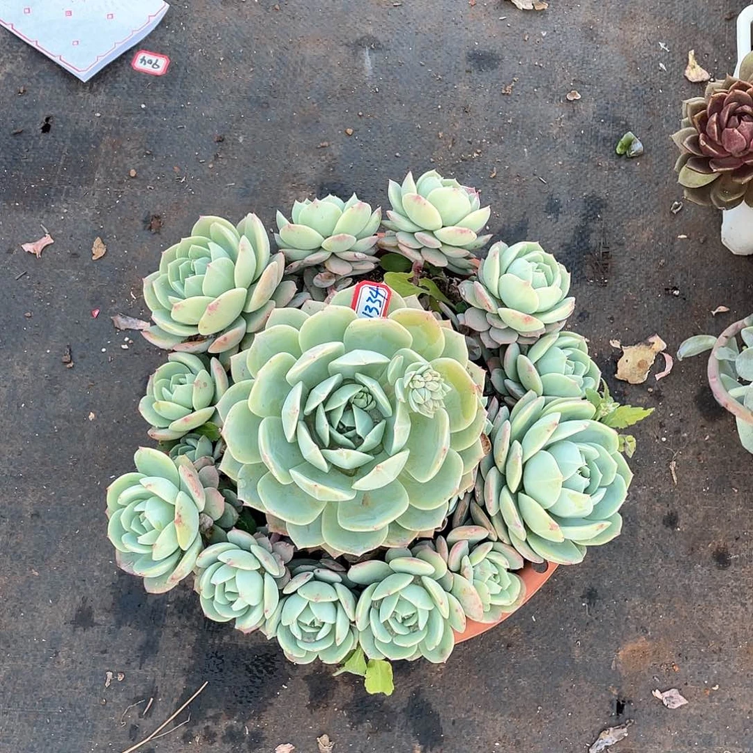 暗*来1334恋曲一物一拍多肉