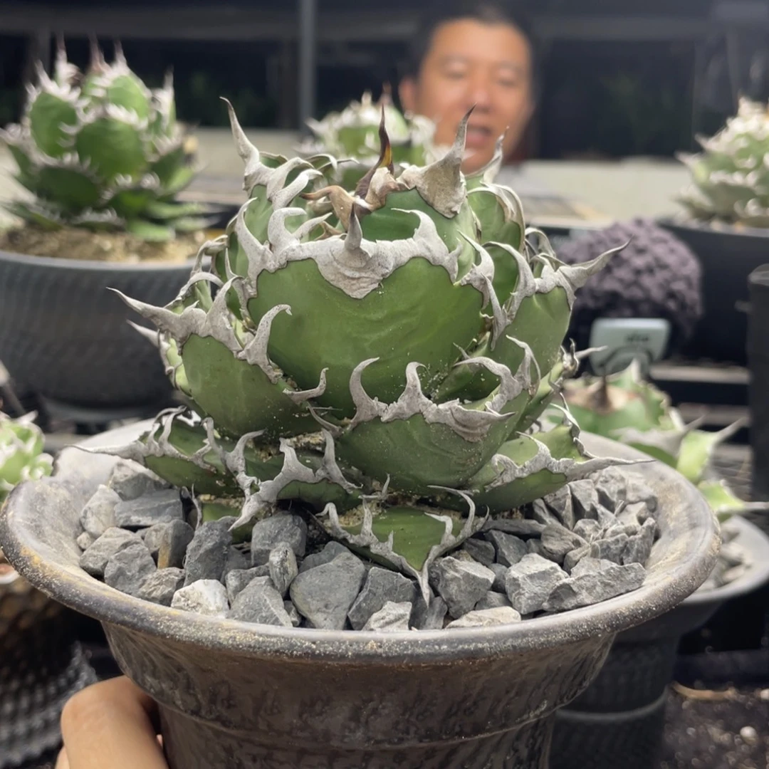 凱撒8888888888888888888