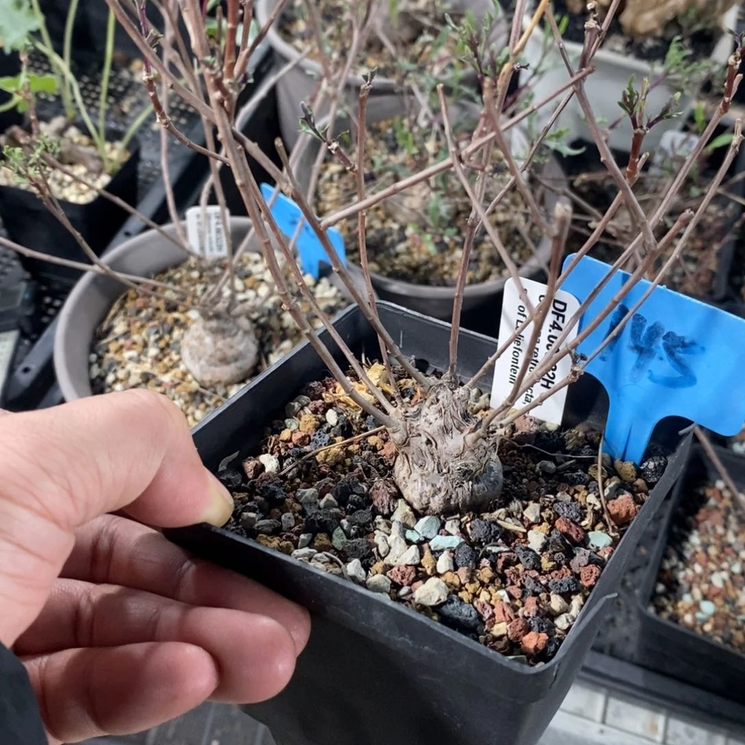 海豚叶厚炖菊多肉植物