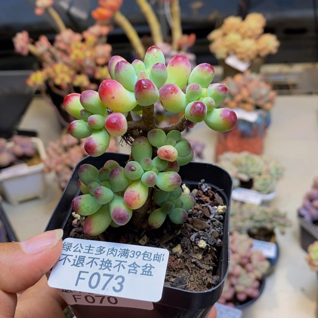 073乙女心多肉6c m