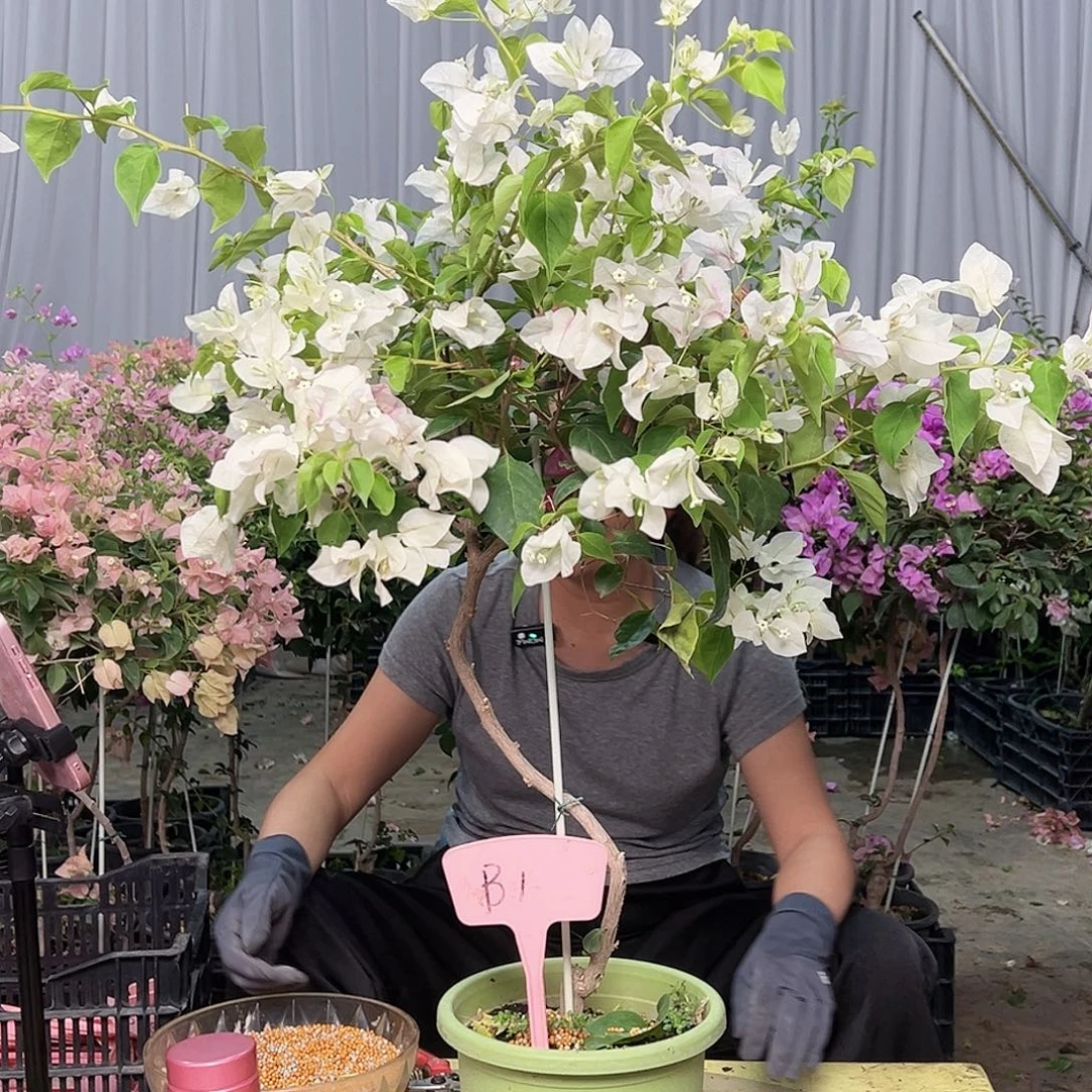 上***3当前无花栽培后可以开花B1红英