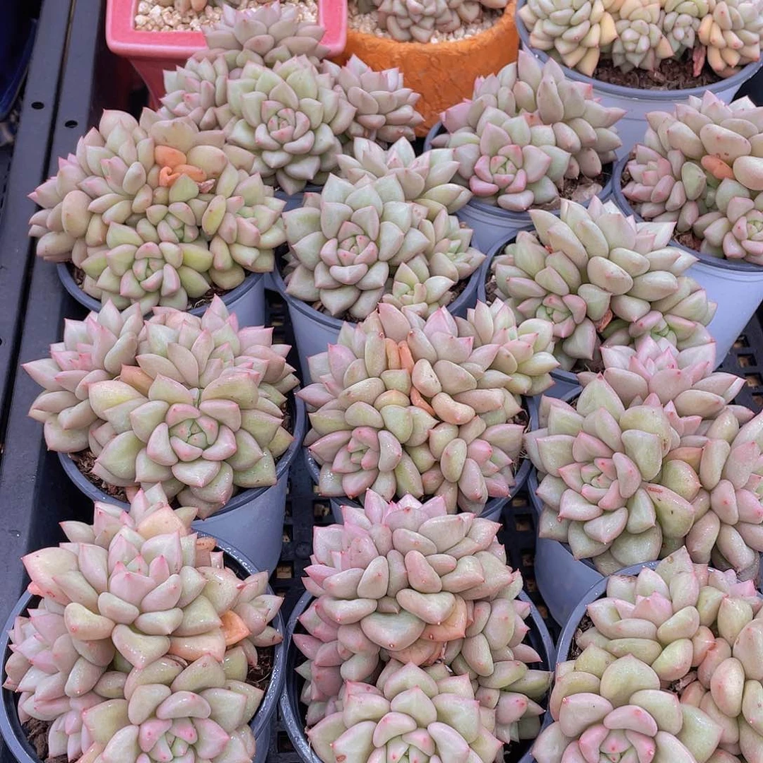 量拍41号 黄金象牙大群生一个