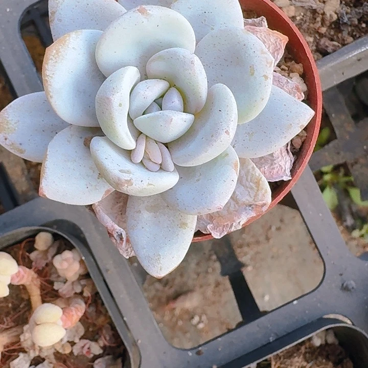 千**丝多肉植物一物一拍