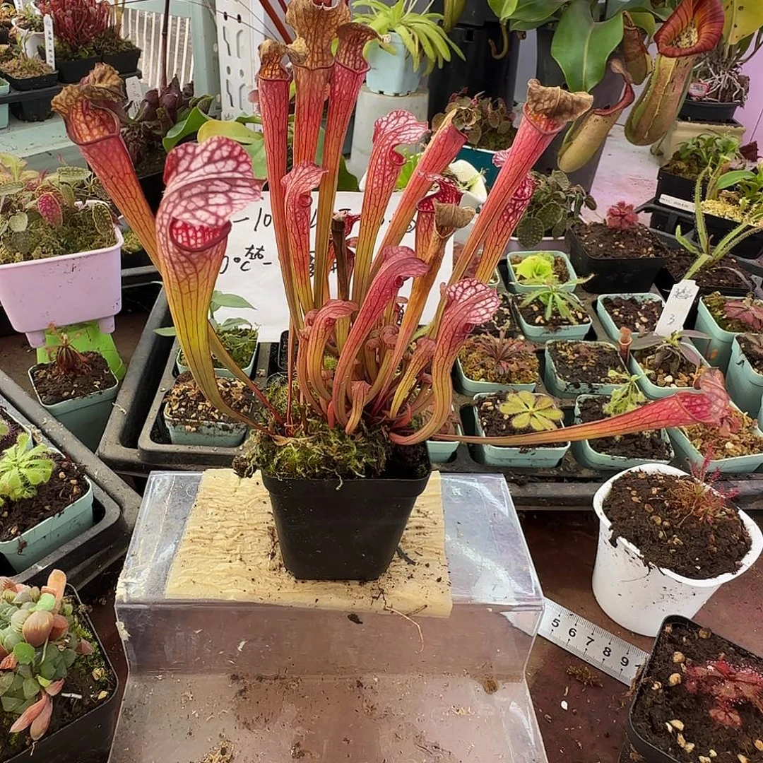 无花朵黛安娜瓶子草