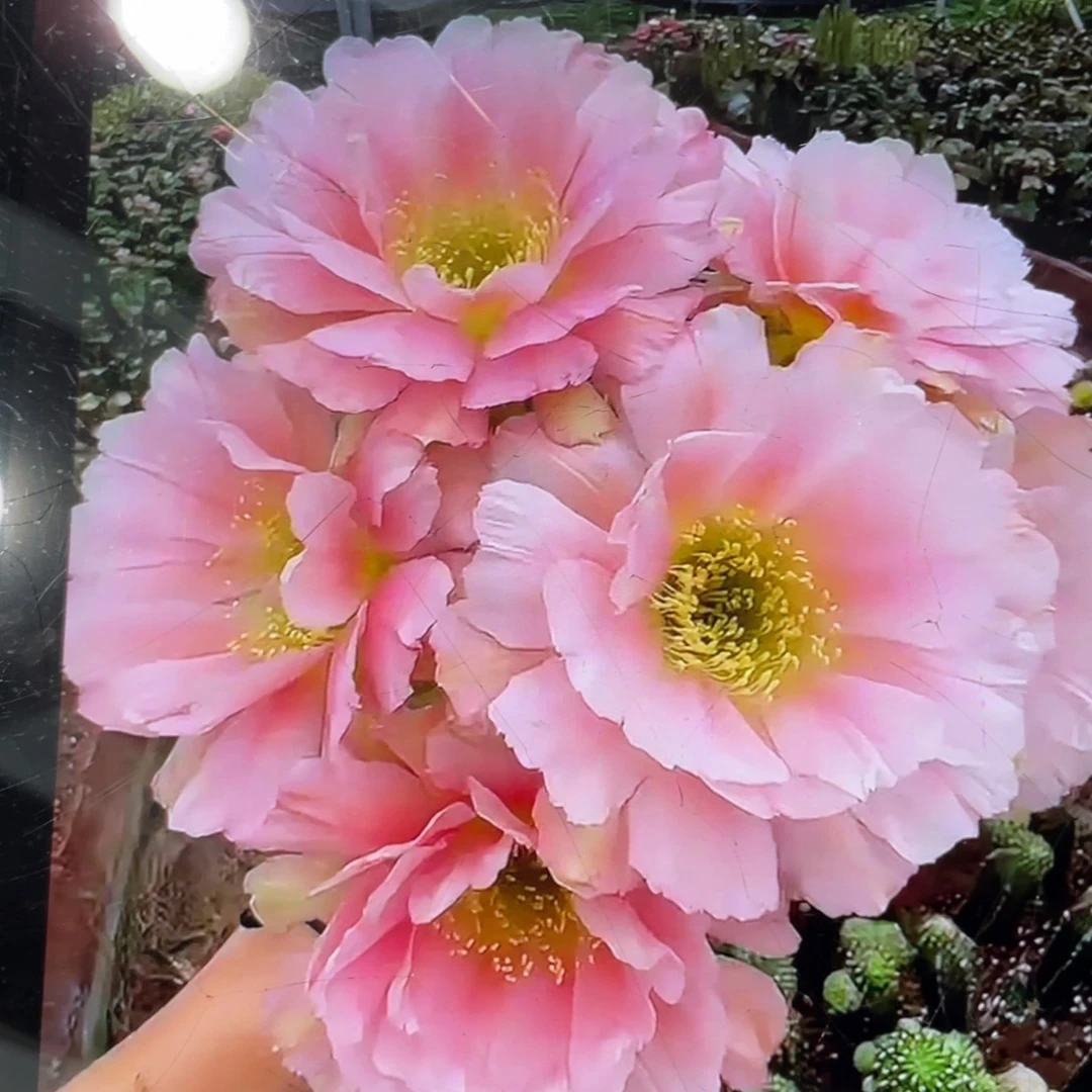 新品丽花L67母本带花苞