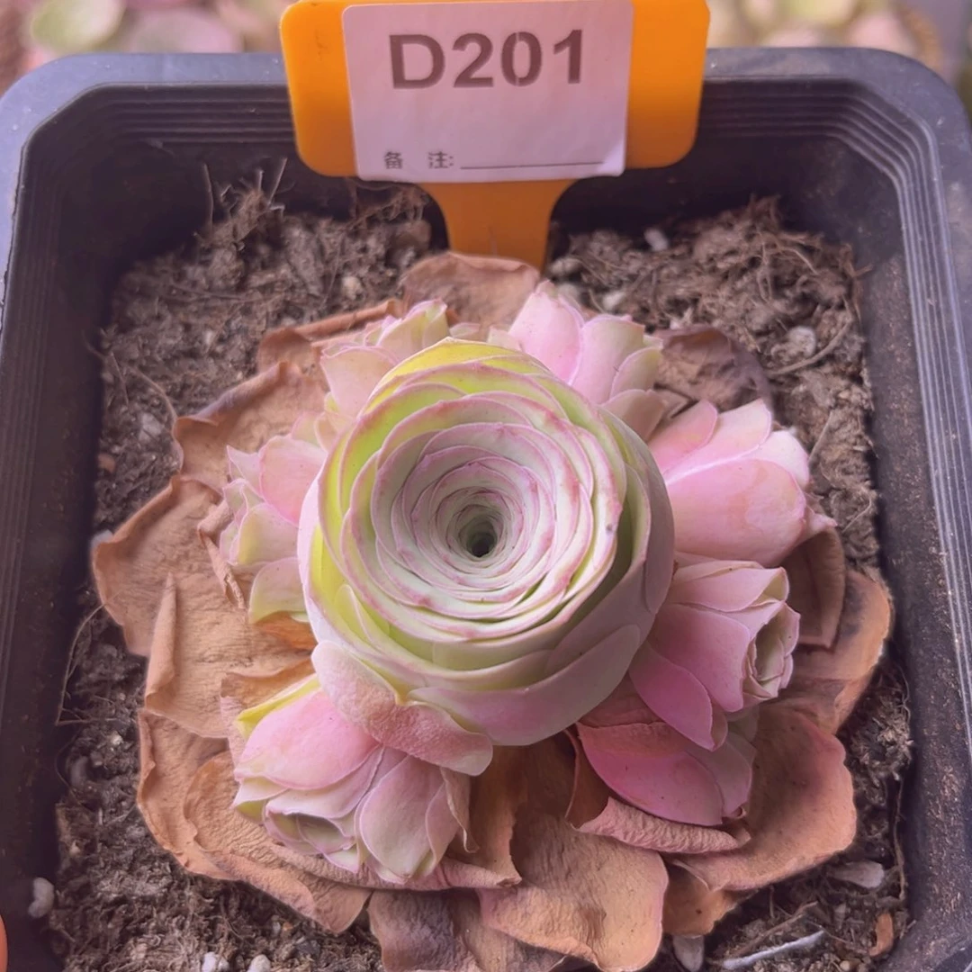 山地玫瑰一物一拍D201