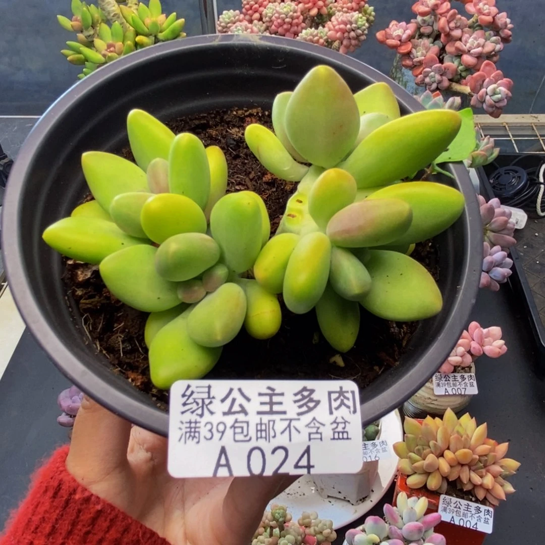 024芒果奶kk奶多肉7c m