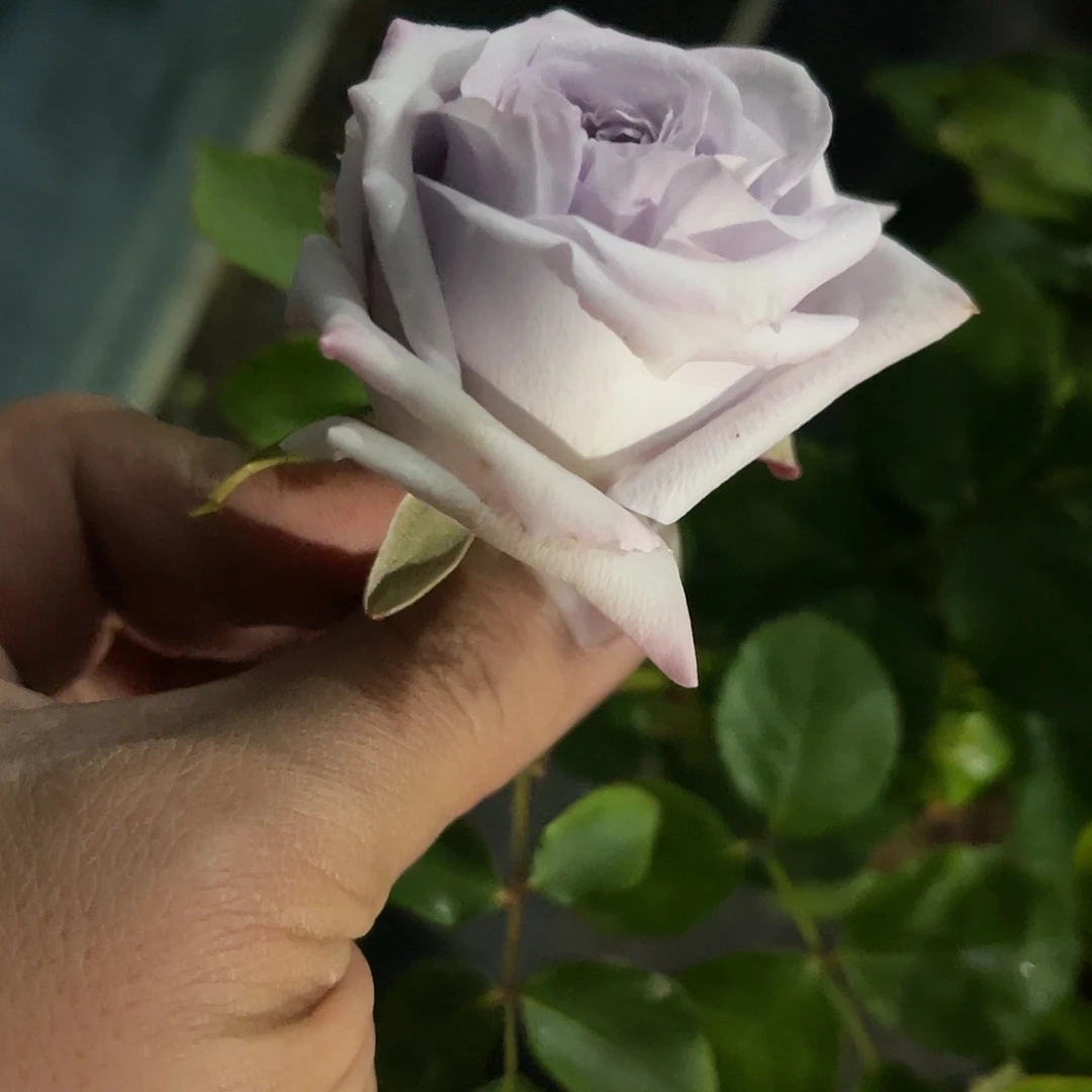 无花朵———紫荔枝 福利款