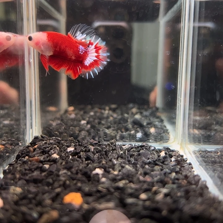 斗鱼跑单拉黑6日70