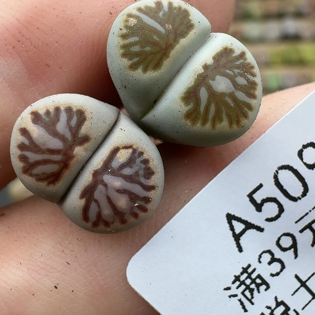 509多肉哈哈哈哈哈哈哈哈