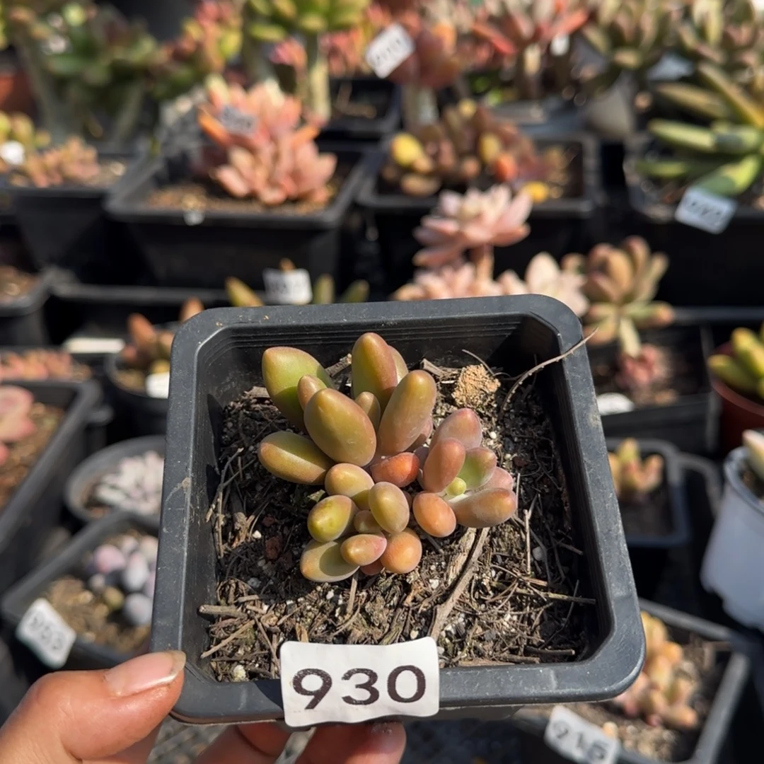 930号一物一拍一物一拍