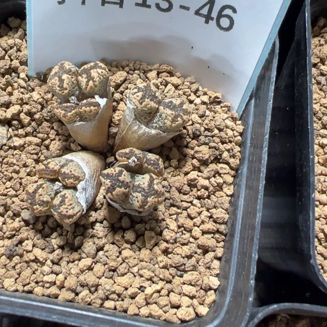 13-46肉锥多肉植物，