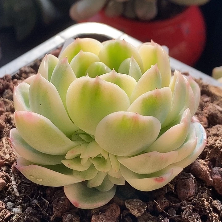 茉莉花锦母猪体多肉