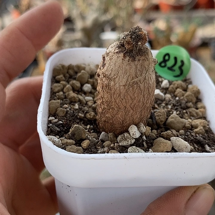 823圆叶洋葵一一一一一一一2公分