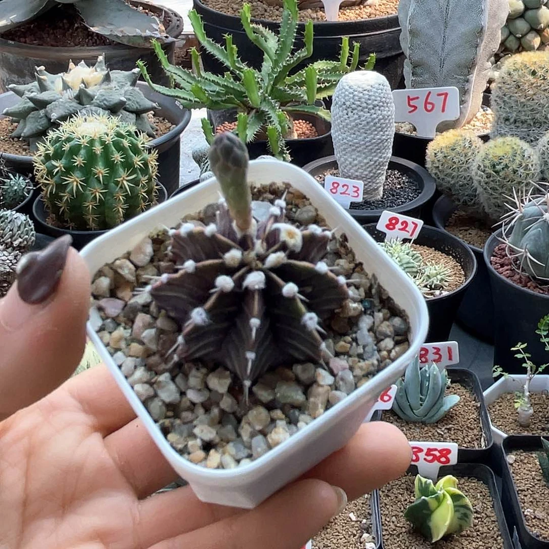 实生肋骨牡丹仙人球