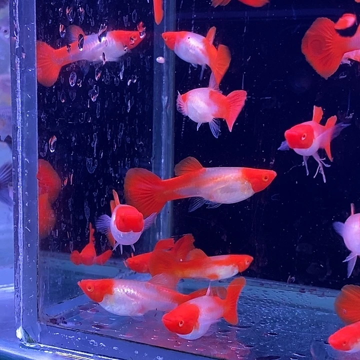 孔雀鱼红头20条孔雀