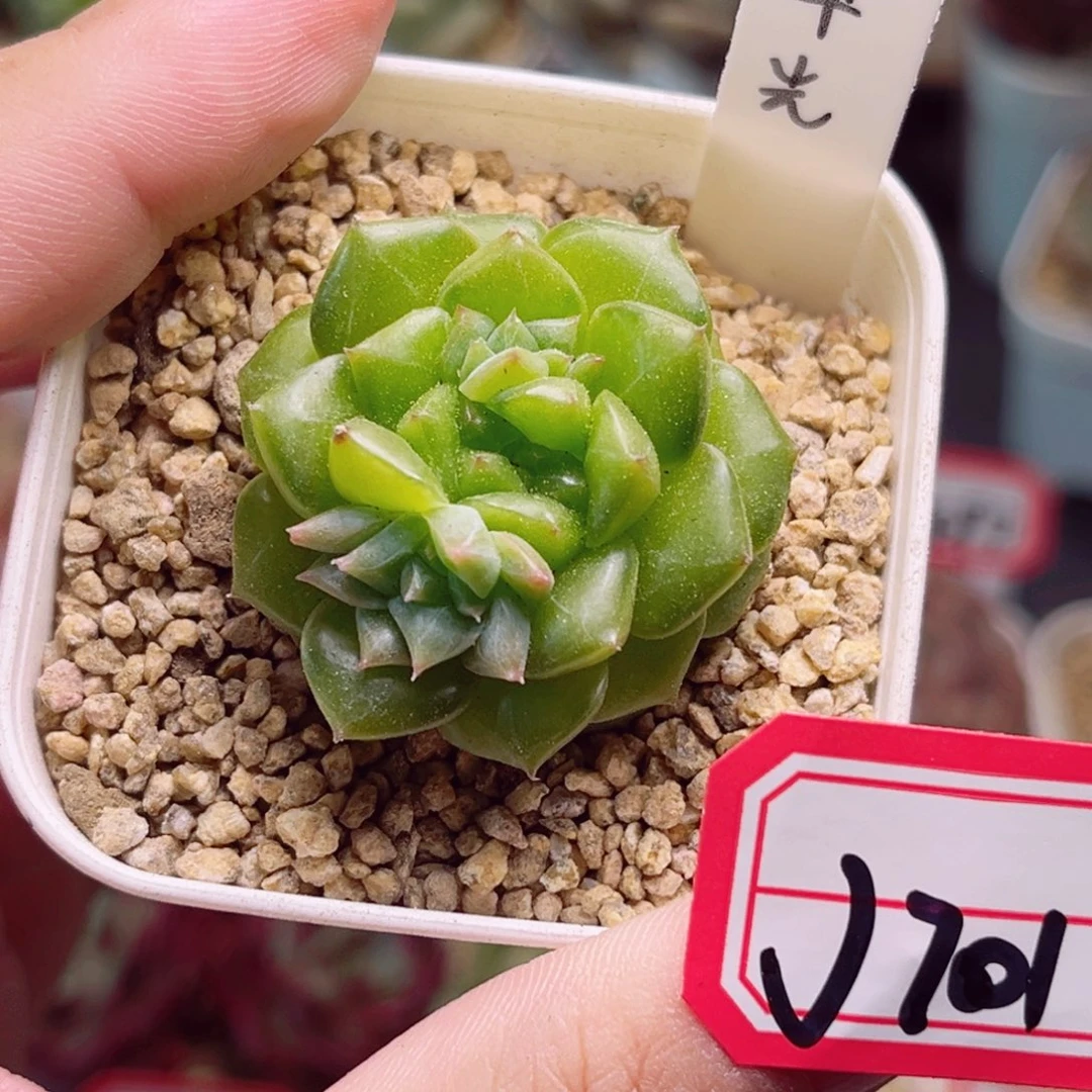 J701一物一拍 翠光