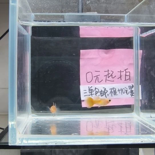 孔雀鱼黄金玻璃猫一对