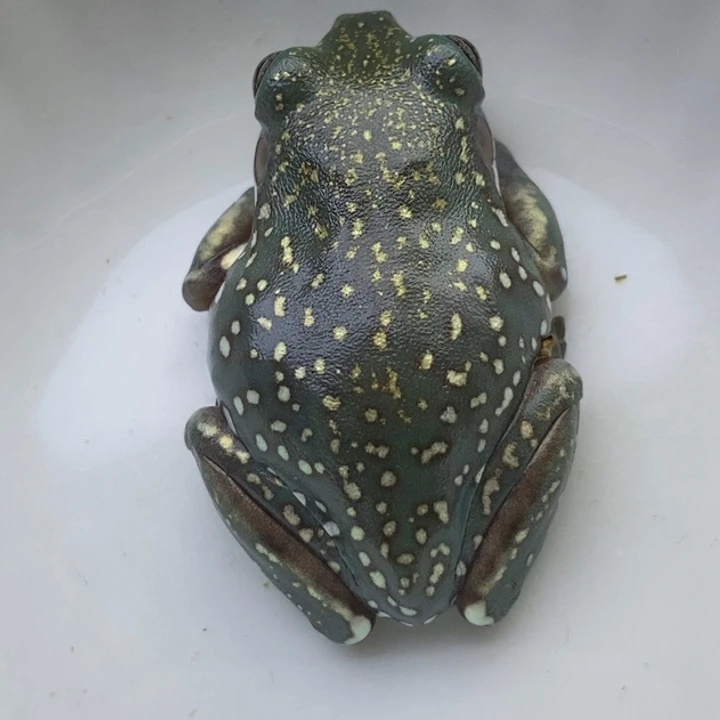 老爷树蛙澳蓝24h蓝子代09号