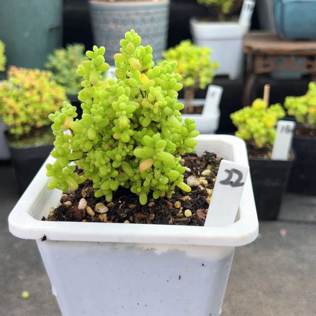 蜜橘糖球22号10厘米盆