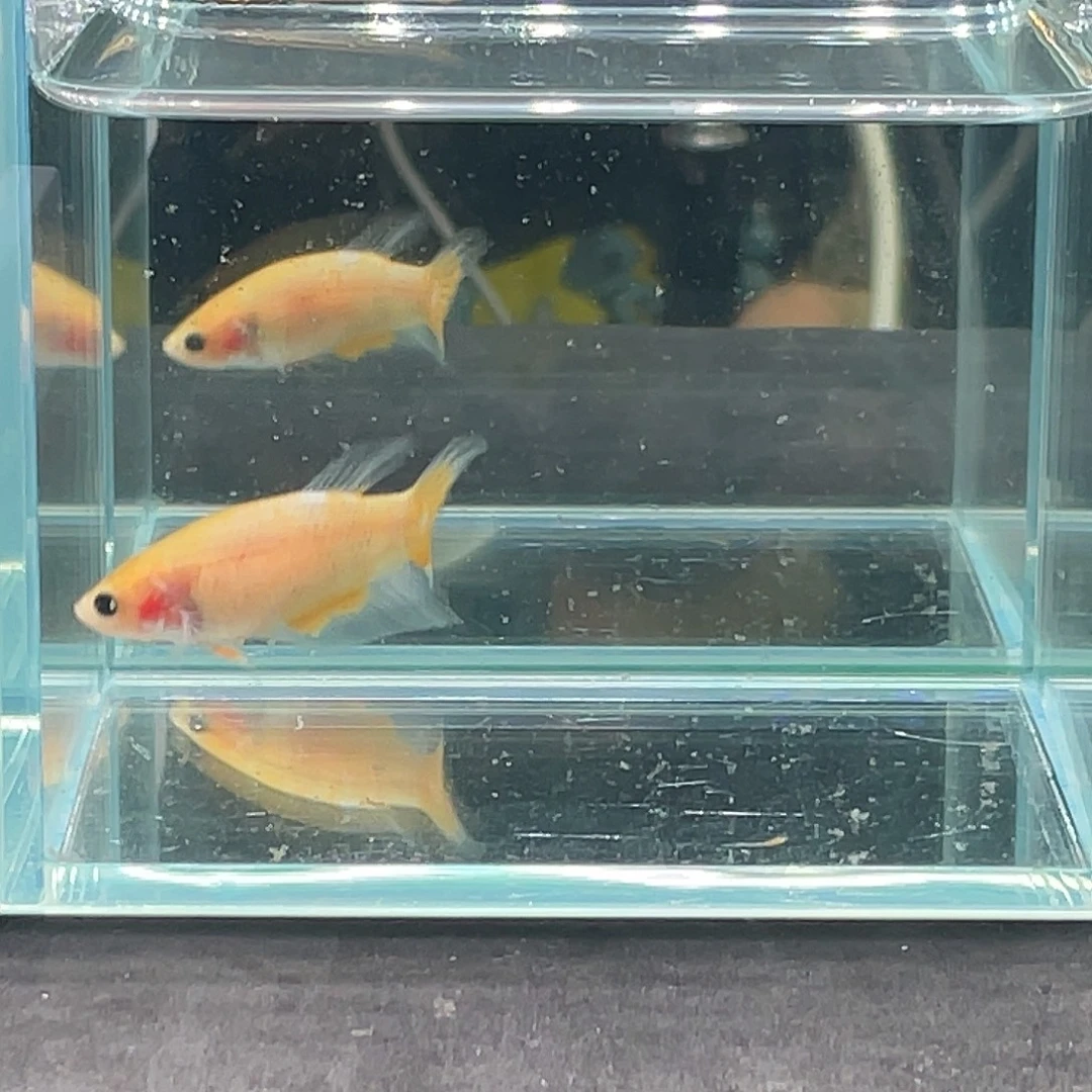 斗鱼印尼进口黄koi母鱼