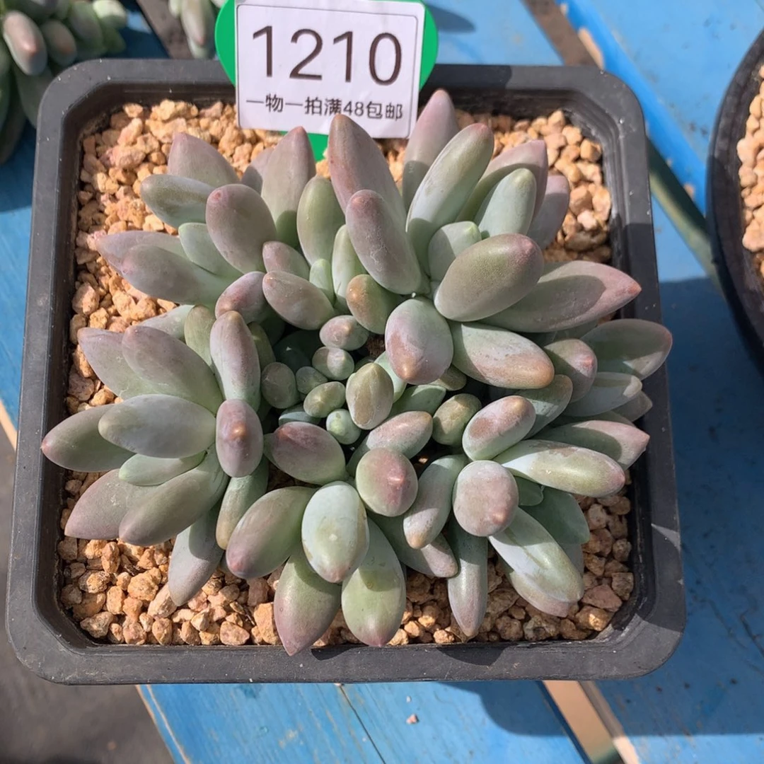 白兰地无砍平头开播福利1210