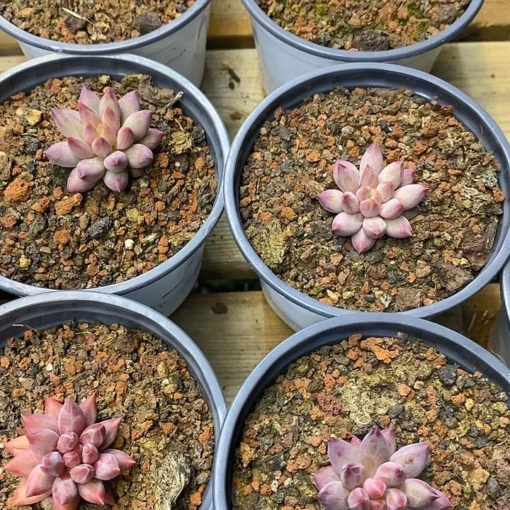 团 虞美人 福利多多