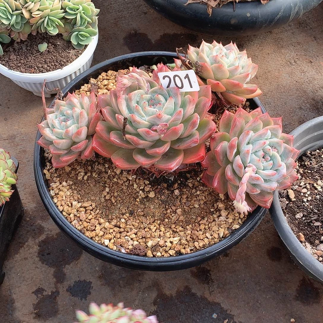 201杂 一物一拍多肉