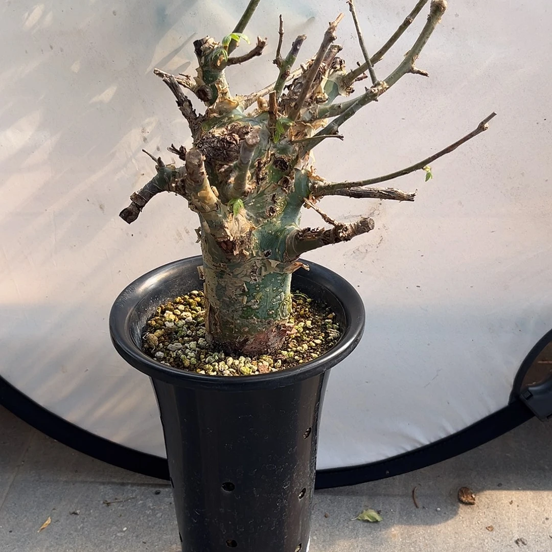 汤圆植物蓝白皮橄榄