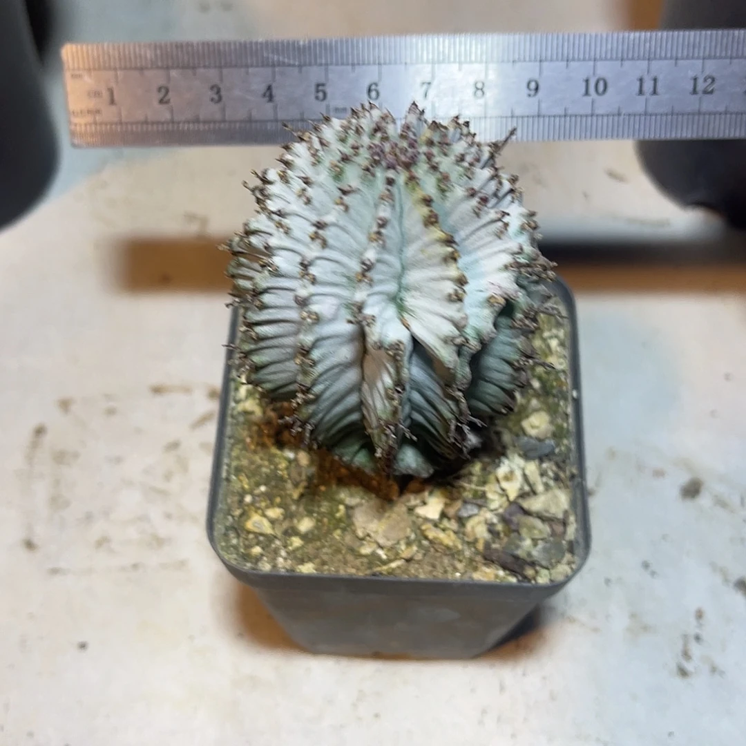 薄叶白衣魁伟玉仙人球