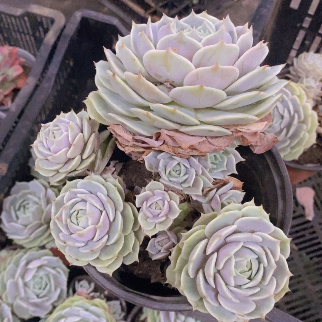 露娜莲三头起发，160杯