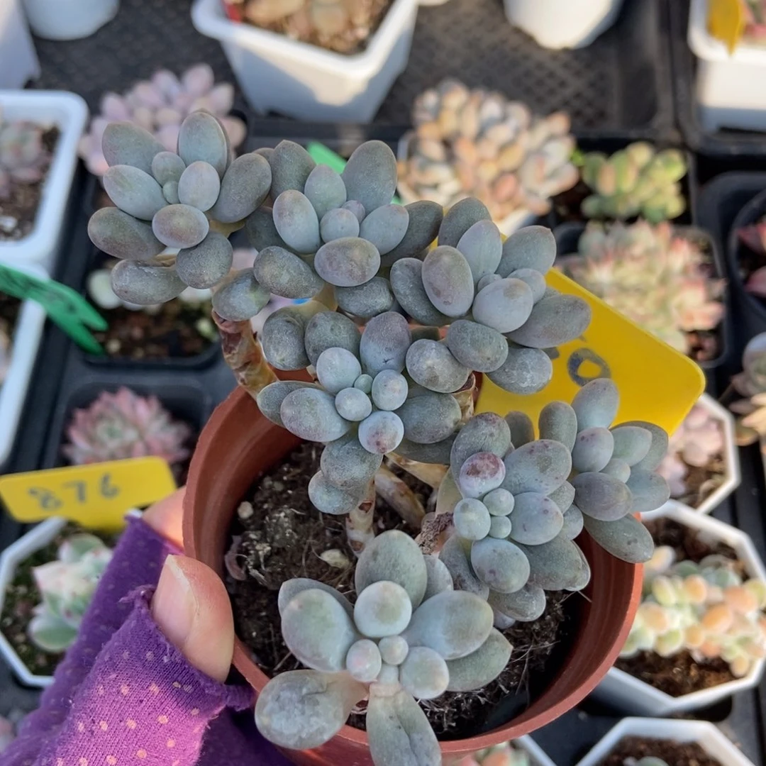 950樱花奶多肉植物