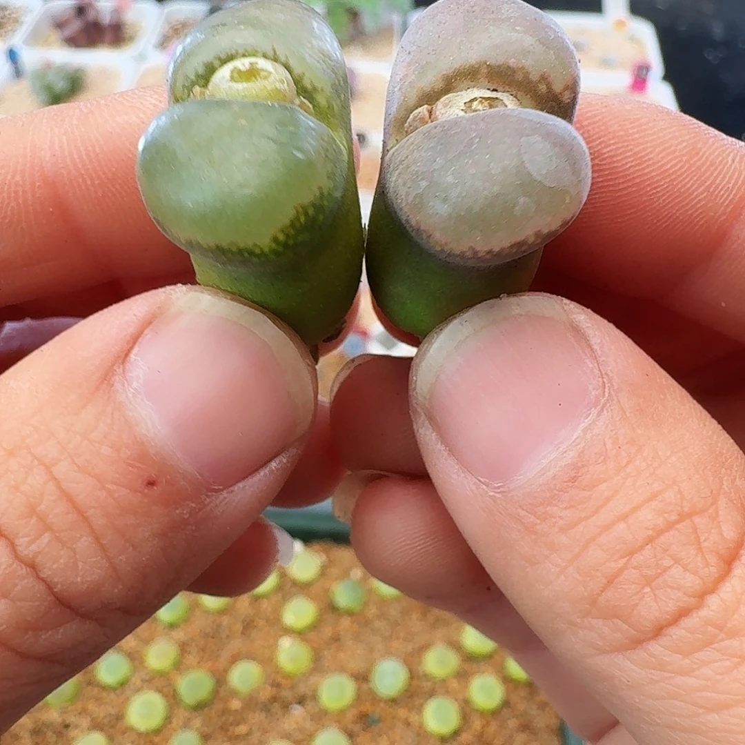 多肉植物福利风铃873