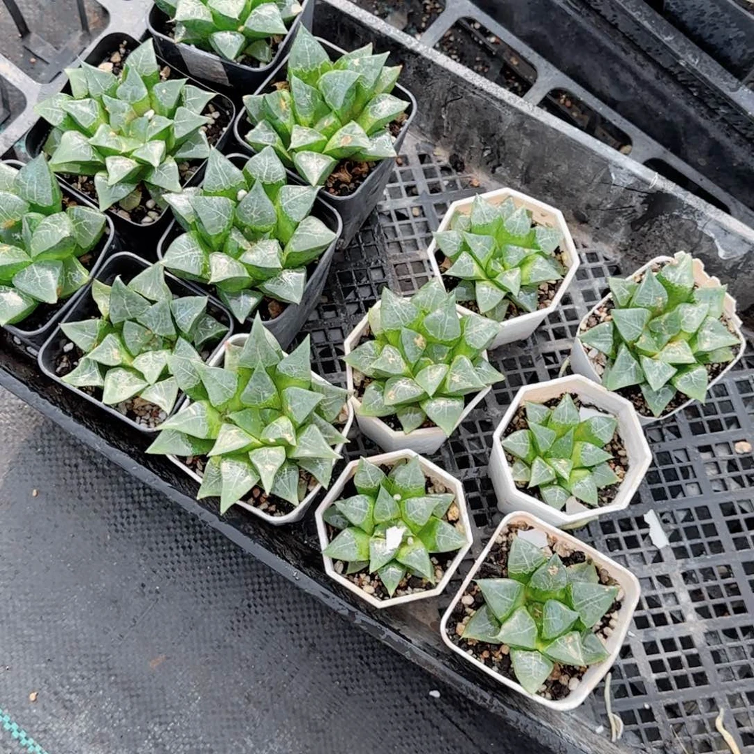 瑕疵木叶克多肉植物一颗