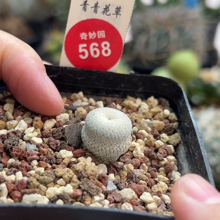实生小人帽1.6cm一棵仙人球