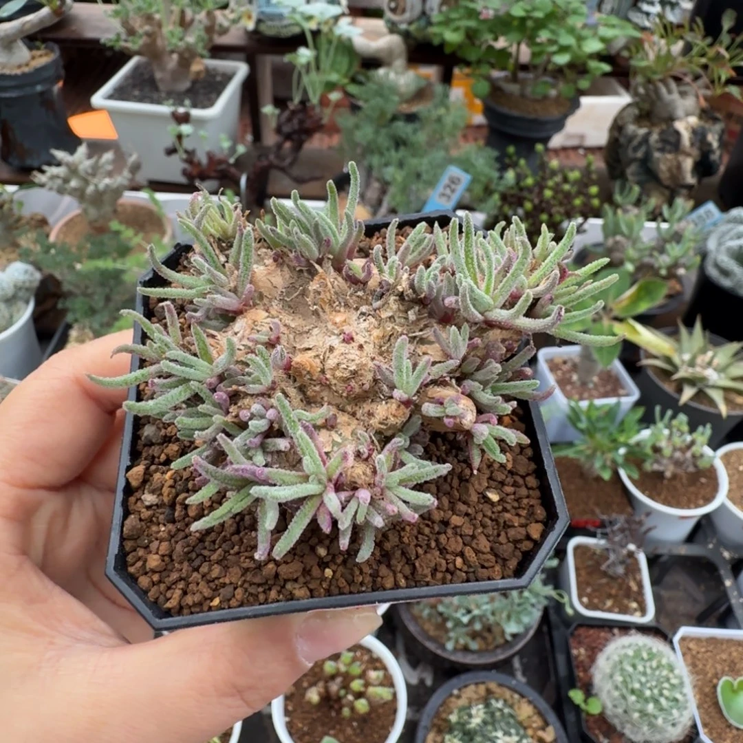 老桩天赐754仙人掌