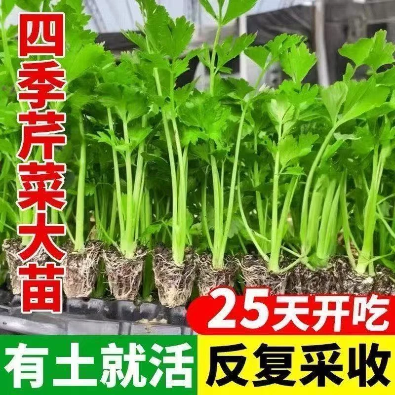 【寿光直发】芹菜苗西芹寿光苗场直发芹菜苗批发蔬菜苗四季易活生长