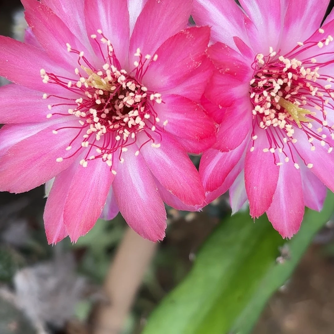 蝉衣丽花4公分20包邮