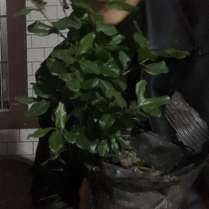 无花朵金弹子金瓜