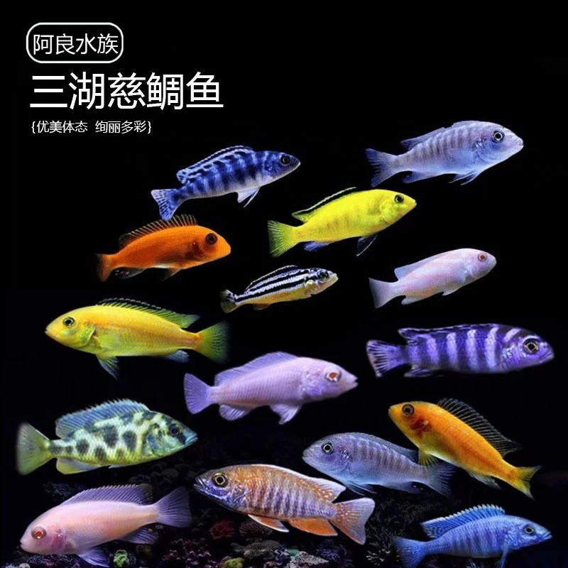 热带鱼（三湖慈鲷鱼）群游活泼小鱼互动色彩艳丽皮实好养耐活灯科鱼